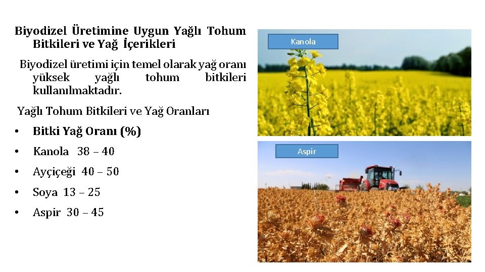 Biyodizel Üretimine Uygun Yağlı Tohum Bitkileri ve Yağ İçerikleri Kanola Biyodizel üretimi için temel