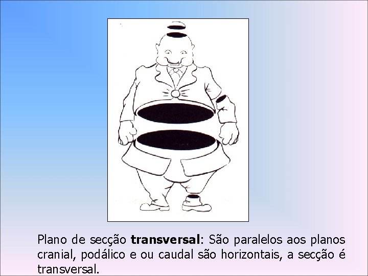 Plano de secção transversal: São paralelos aos planos cranial, podálico e ou caudal são