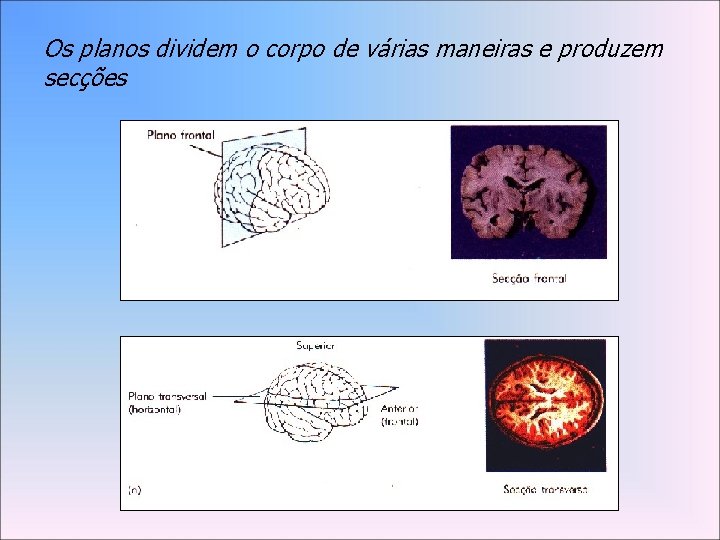 Os planos dividem o corpo de várias maneiras e produzem secções 