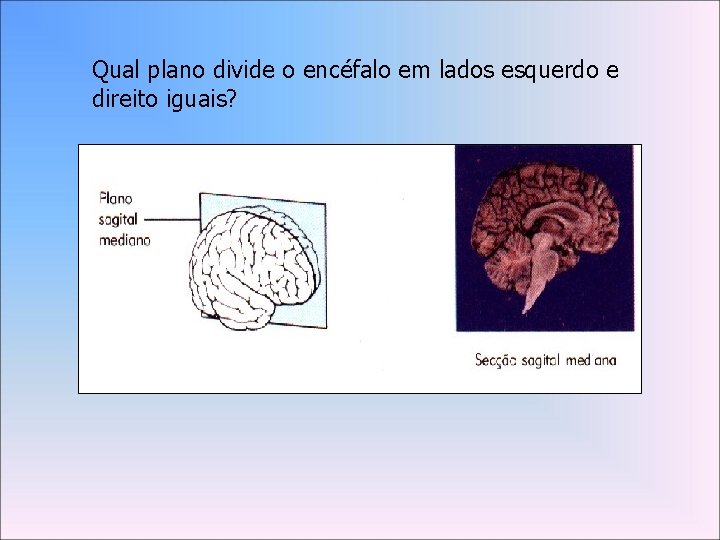 Qual plano divide o encéfalo em lados esquerdo e direito iguais? 