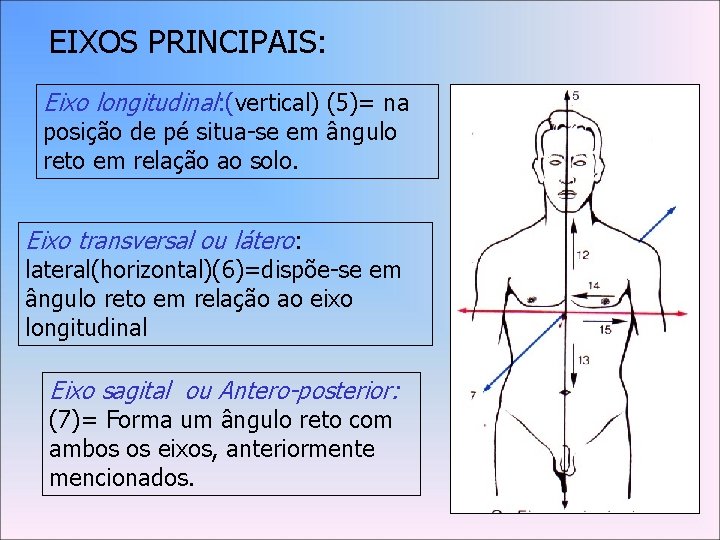 EIXOS PRINCIPAIS: Eixo longitudinal: (vertical) (5)= na posição de pé situa-se em ângulo reto