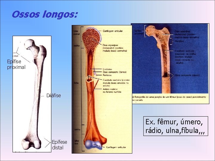 Ossos longos: Epífise proximal Diáfise Ex. fêmur, úmero, rádio, ulna, fíbula, , , Epífese