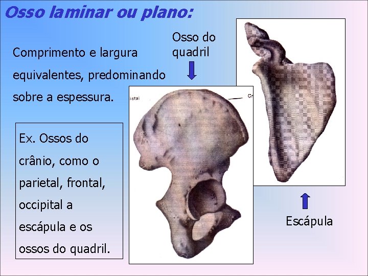 Osso laminar ou plano: Comprimento e largura Osso do quadril equivalentes, predominando sobre a