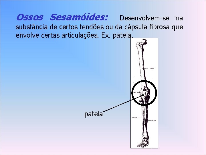 Ossos Sesamóides: Desenvolvem-se na substância de certos tendões ou da cápsula fibrosa que envolve