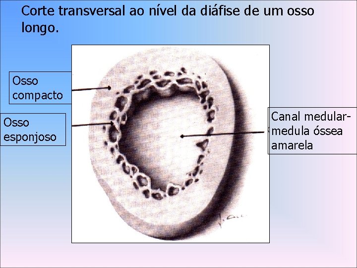 Corte transversal ao nível da diáfise de um osso longo. Osso compacto Osso esponjoso