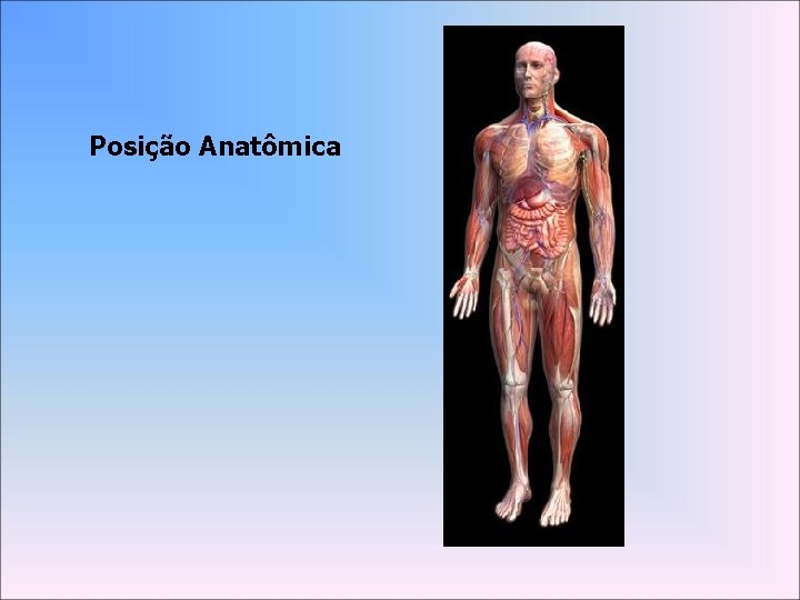 Posição Anatômica 