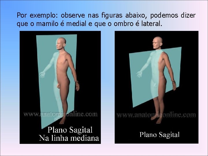 Por exemplo: observe nas figuras abaixo, podemos dizer que o mamilo é medial e