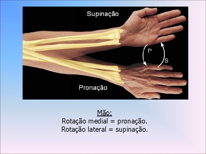 Mão: Rotação medial = pronação. Rotação lateral = supinação. 