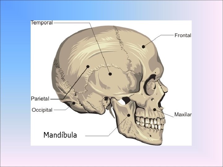 Mandíbula 