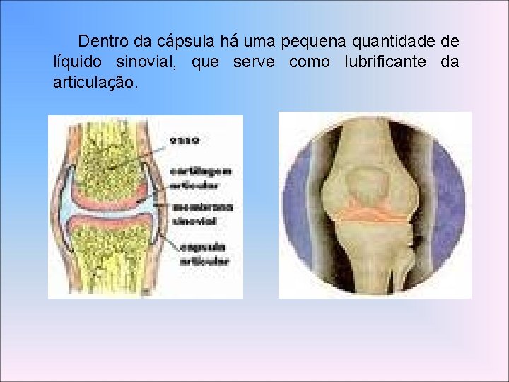 Dentro da cápsula há uma pequena quantidade de líquido sinovial, que serve como lubrificante