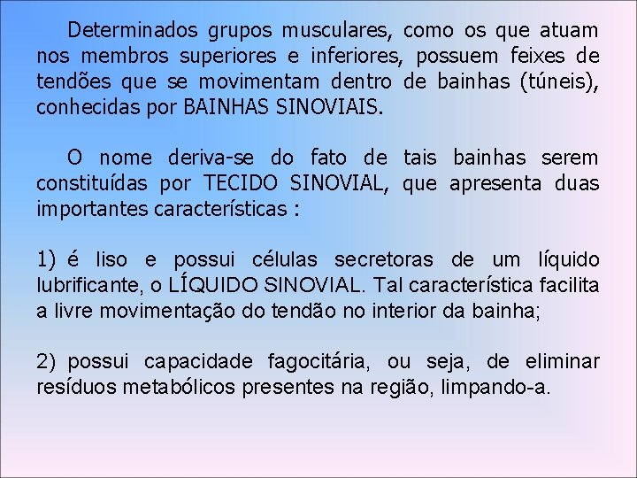 Determinados grupos musculares, como os que atuam nos membros superiores e inferiores, possuem feixes