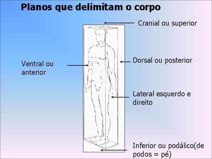 Planos que delimitam o corpo Cranial ou superior Ventral ou anterior Dorsal ou posterior