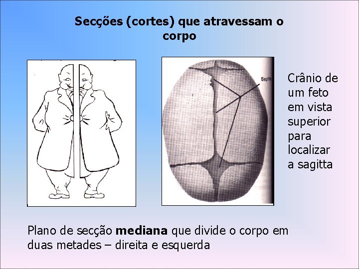 Secções (cortes) que atravessam o corpo Crânio de um feto em vista superior para