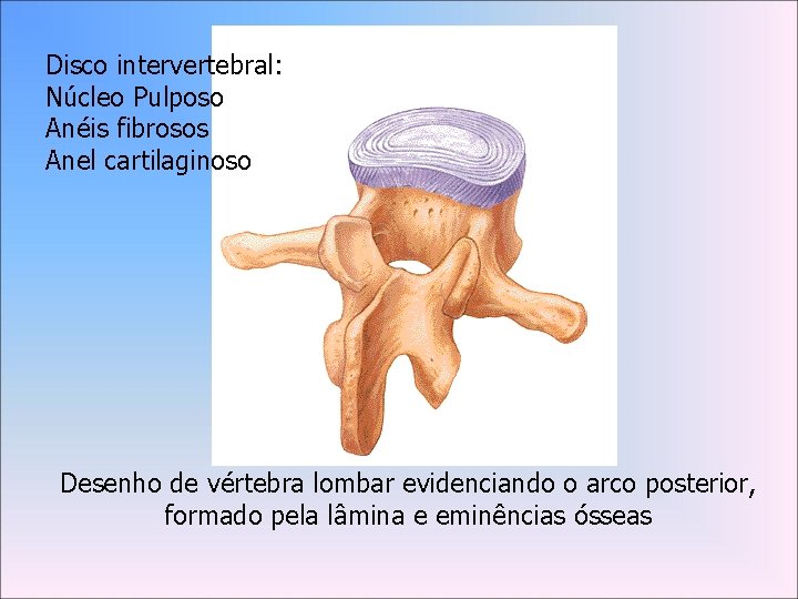 Disco intervertebral: Núcleo Pulposo Anéis fibrosos Anel cartilaginoso Desenho de vértebra lombar evidenciando o