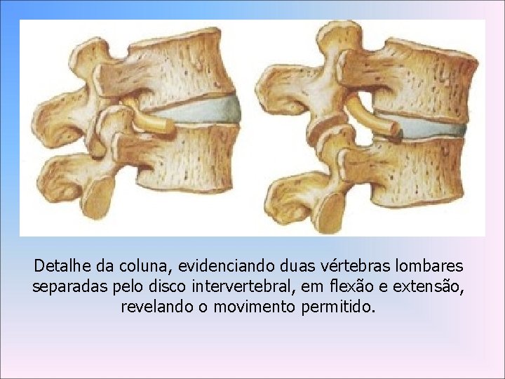 Detalhe da coluna, evidenciando duas vértebras lombares separadas pelo disco intervertebral, em flexão e