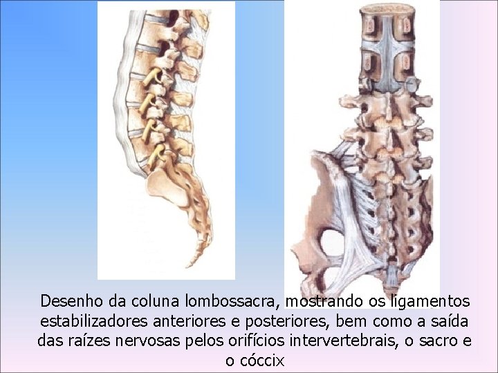 Desenho da coluna lombossacra, mostrando os ligamentos estabilizadores anteriores e posteriores, bem como a