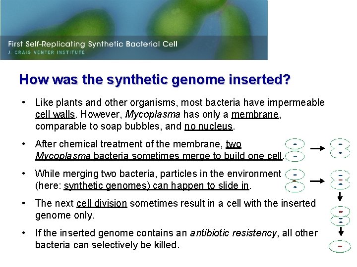 How was the synthetic genome inserted? • Like plants and other organisms, most bacteria