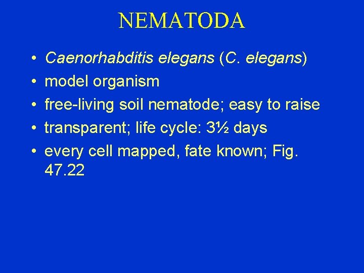 NEMATODA • • • Caenorhabditis elegans (C. elegans) model organism free-living soil nematode; easy