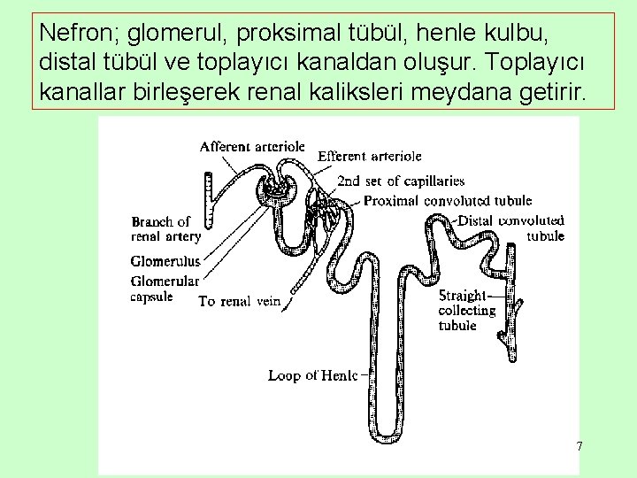 Nefron; glomerul, proksimal tübül, henle kulbu, distal tübül ve toplayıcı kanaldan oluşur. Toplayıcı kanallar