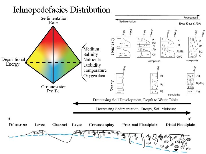 Ichnopedofacies Distribution Steady Nonsteady From Kraus (1999) Palustrine 