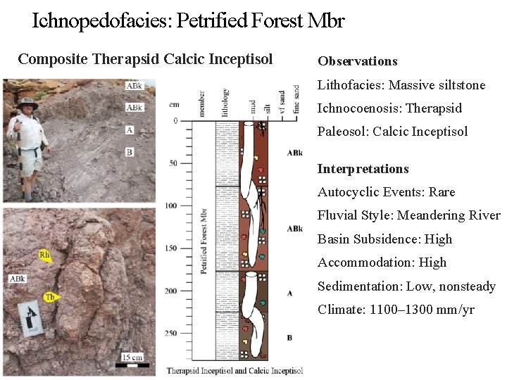 Ichnopedofacies: Petrified Forest Mbr Composite Therapsid Calcic Inceptisol Observations Lithofacies: Massive siltstone Ichnocoenosis: Therapsid