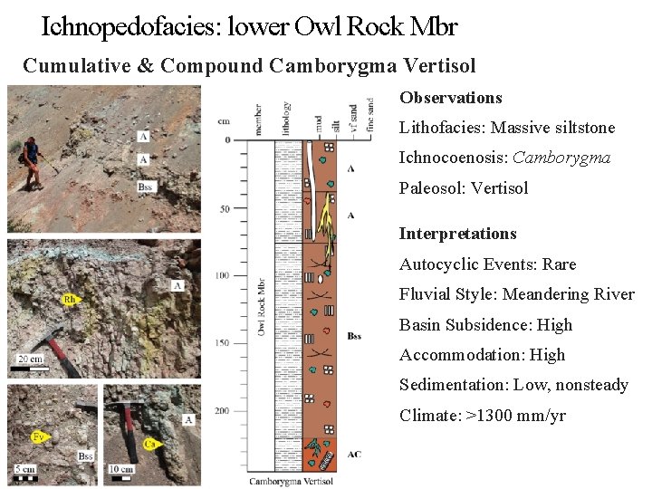 Ichnopedofacies: lower Owl Rock Mbr Cumulative & Compound Camborygma Vertisol Observations Lithofacies: Massive siltstone