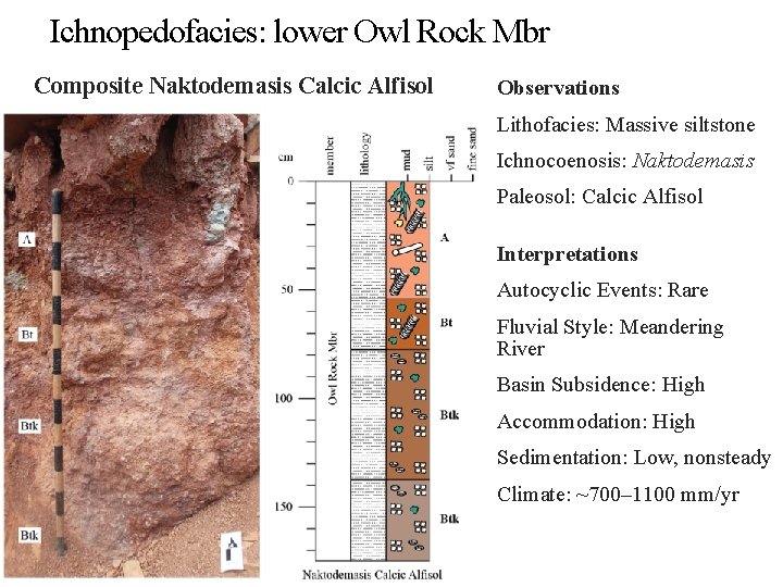 Ichnopedofacies: lower Owl Rock Mbr Composite Naktodemasis Calcic Alfisol Observations Lithofacies: Massive siltstone Ichnocoenosis: