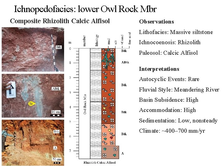 Ichnopedofacies: lower Owl Rock Mbr Composite Rhizolith Calcic Alfisol Observations Lithofacies: Massive siltstone Ichnocoenosis: