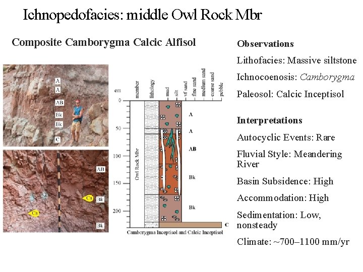 Ichnopedofacies: middle Owl Rock Mbr Composite Camborygma Calcic Alfisol Observations Lithofacies: Massive siltstone Ichnocoenosis: