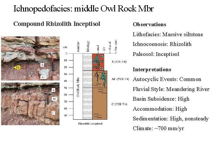 Ichnopedofacies: middle Owl Rock Mbr Compound Rhizolith Inceptisol Observations Lithofacies: Massive siltstone Ichnocoenosis: Rhizolith