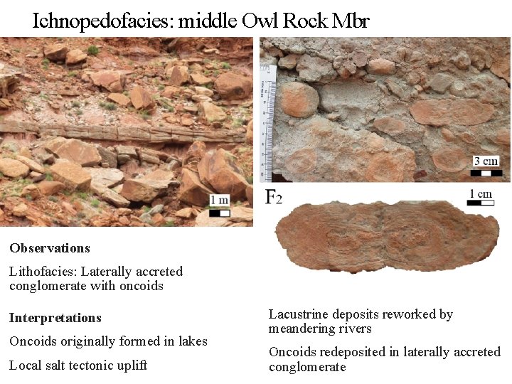 Ichnopedofacies: middle Owl Rock Mbr Observations Lithofacies: Laterally accreted conglomerate with oncoids Interpretations Oncoids