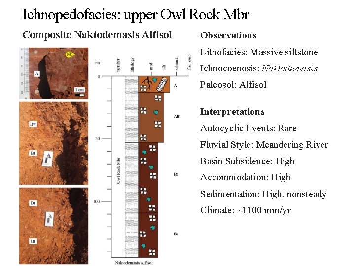 Ichnopedofacies: upper Owl Rock Mbr Composite Naktodemasis Alfisol Observations Lithofacies: Massive siltstone Ichnocoenosis: Naktodemasis