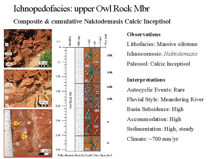 Ichnopedofacies: upper Owl Rock Mbr Composite & cumulative Naktodemasis Calcic Inceptisol Observations Lithofacies: Massive