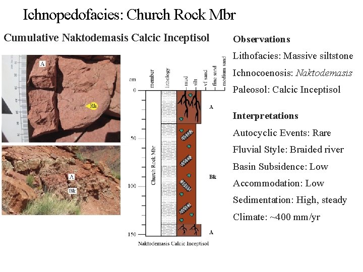 Ichnopedofacies: Church Rock Mbr Cumulative Naktodemasis Calcic Inceptisol Observations Lithofacies: Massive siltstone Ichnocoenosis: Naktodemasis