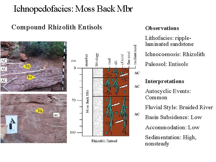 Ichnopedofacies: Moss Back Mbr Compound Rhizolith Entisols Observations Lithofacies: ripplelaminated sandstone Ichnocoenosis: Rhizolith Paleosol: