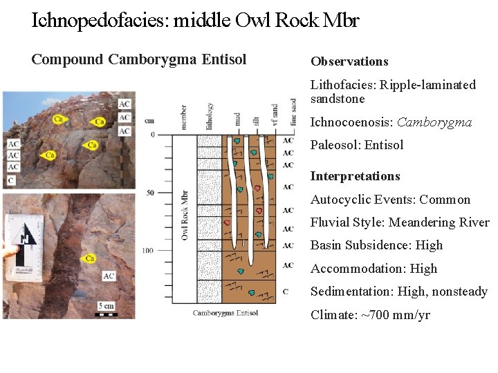 Ichnopedofacies: middle Owl Rock Mbr Compound Camborygma Entisol Observations Lithofacies: Ripple-laminated sandstone Ichnocoenosis: Camborygma