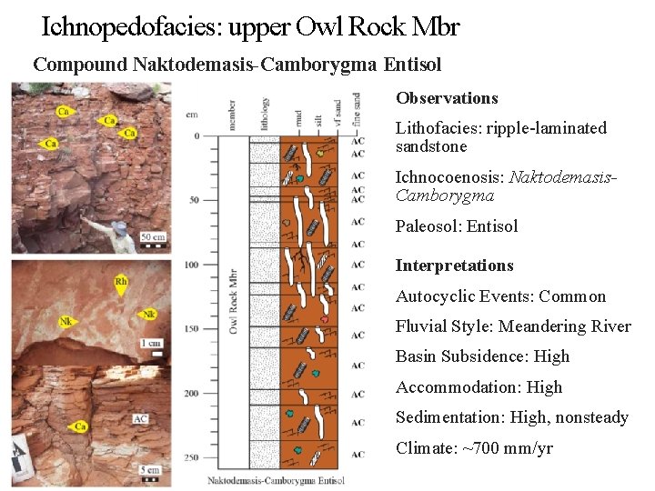 Ichnopedofacies: upper Owl Rock Mbr Compound Naktodemasis-Camborygma Entisol Observations Lithofacies: ripple-laminated sandstone Ichnocoenosis: Naktodemasis.