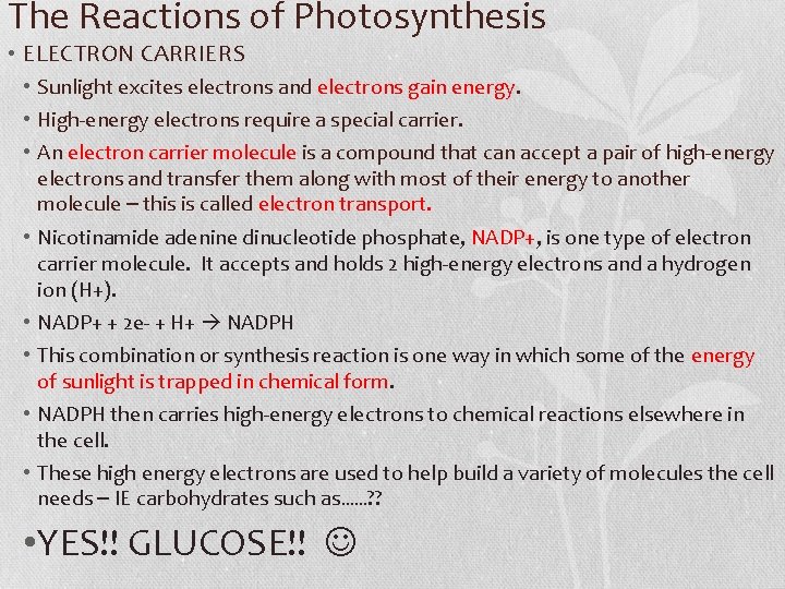 The Reactions of Photosynthesis • ELECTRON CARRIERS • Sunlight excites electrons and electrons gain