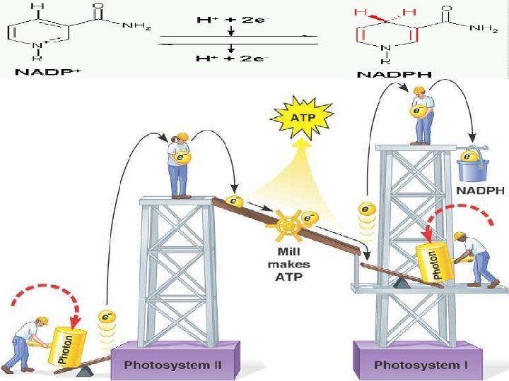 The Reactions of Photosynthesis 