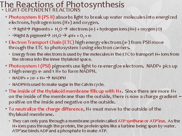 The Reactions of Photosynthesis • LIGHT-DEPENDENT REACTIONS • Photosystem II (PS II) absorbs light