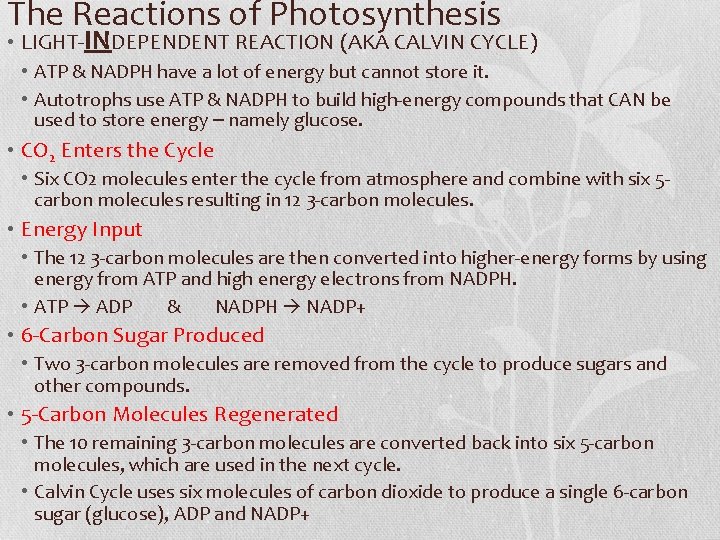 The Reactions of Photosynthesis • LIGHT-INDEPENDENT REACTION (AKA CALVIN CYCLE) • ATP & NADPH