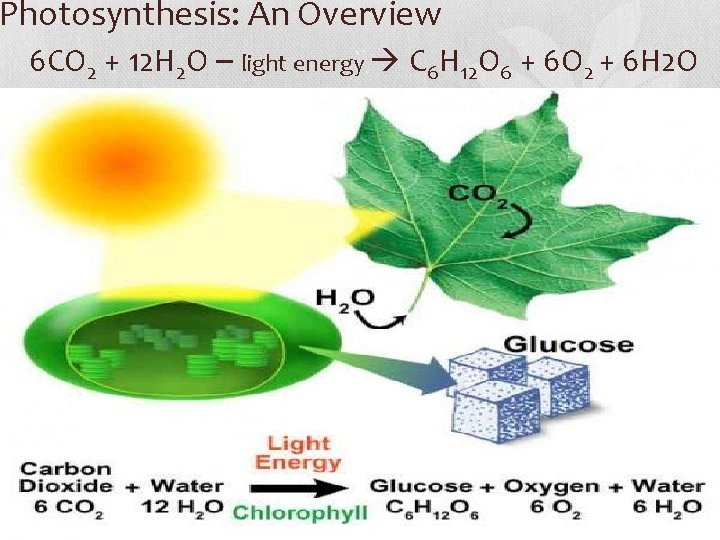 Photosynthesis: An Overview 6 CO 2 + 12 H 2 O – light energy