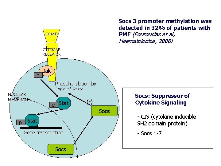 Socs 3 promoter methylation was detected in 32% of patients with PMF (Fourouclas et