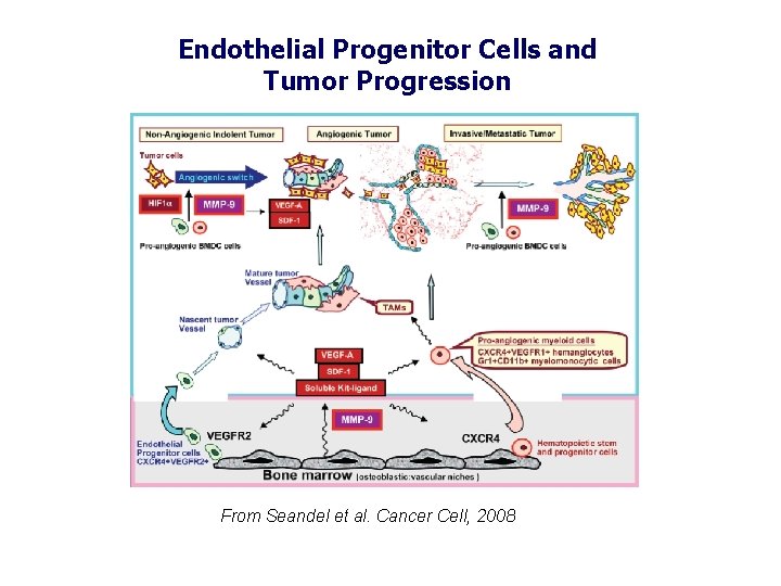 Endothelial Progenitor Cells and Tumor Progression From Seandel et al. Cancer Cell, 2008 