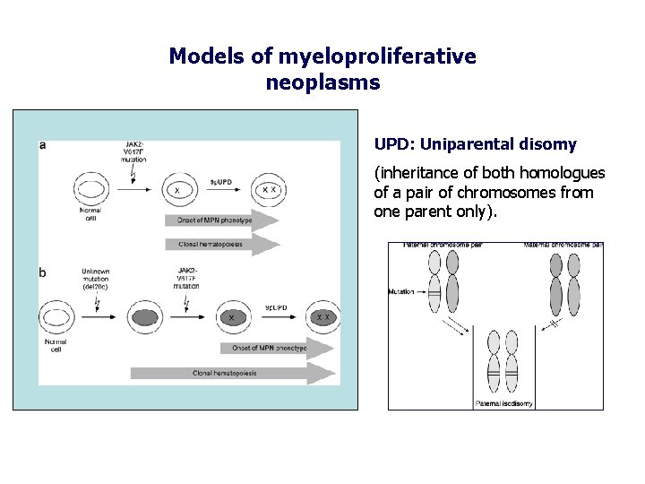 Models of myeloproliferative neoplasms UPD: Uniparental disomy (inheritance of both homologues of a pair