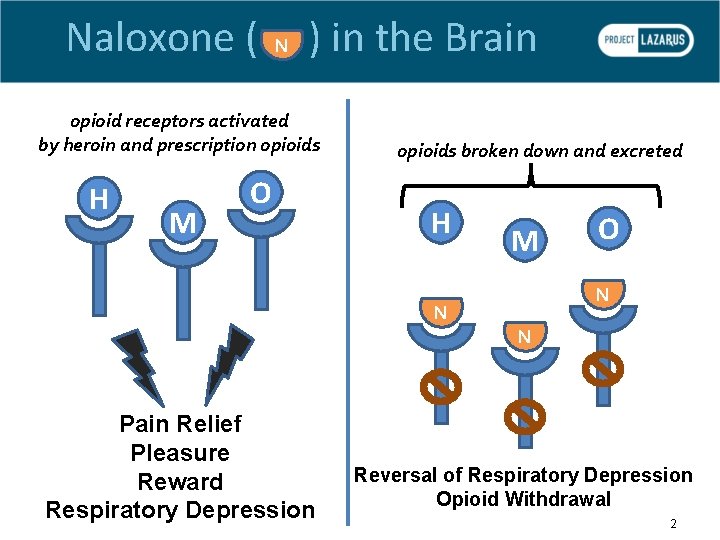 Naloxone ( ) in the Brain N opioid receptors activated by heroin and prescription