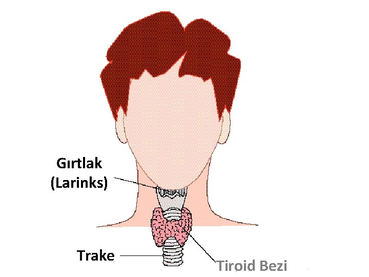 Gırtlak (Larinks) Trake Tiroid Bezi 