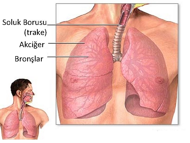 Soluk Borusu (trake) Akciğer Bronşlar 