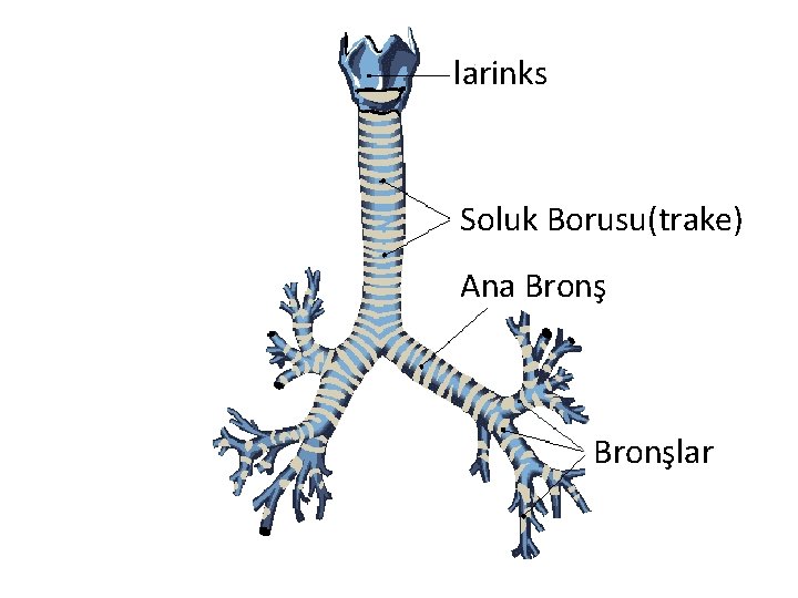 larinks Soluk Borusu(trake) Ana Bronşlar 