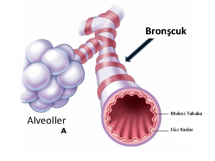 Bronşcuk Alveoller Mukoz Tabaka Düz Kaslar 